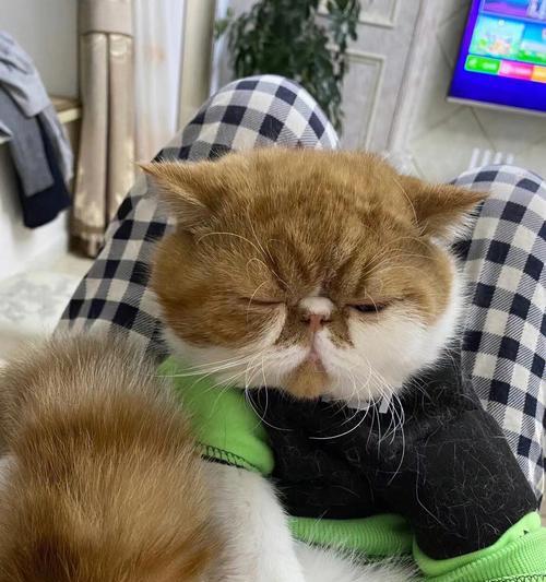风暴对决猪大胖技能属性详解（掌握猪大胖的技能）