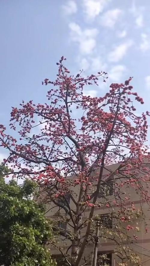 探秘荒野芒果树的收获之谜（揭开芒果树收获的神秘面纱）