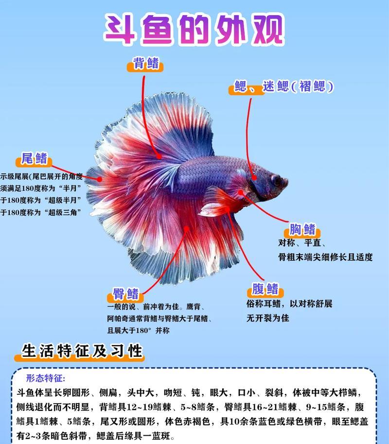 斗鱼游戏手游中哪些宠物值得推荐？如何获取？