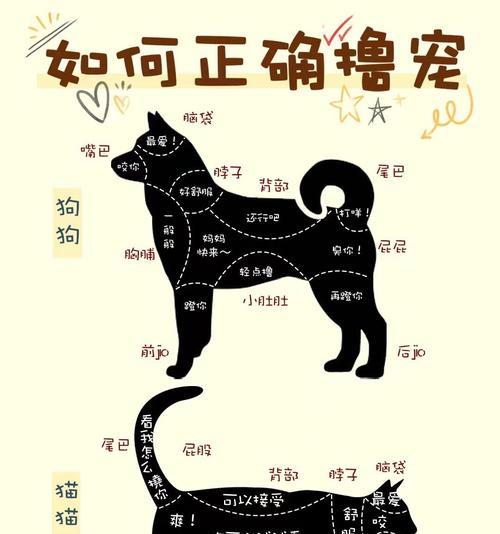 宠物抓捕技巧有哪些？抓捕成功率如何提高？