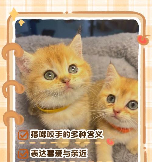 如何为攻击手选择最佳宠物组合？