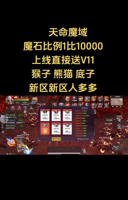 魔域中4个猫的搭配建议有哪些？